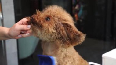 Karışıklıkları gidermek ve köpek kılı kaybettirmek için hayvan tatlandırıcı fırça kullanmak. Groomer evcil hayvan kürkünün sağlık durumunu iyileştiriyor. Yumuşak maltipoo tımarı