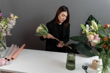 Teslimat için protea buketi yapıyorum. Kompozisyon yapmak için hazırlık çiçekleri. Çiçekçi elinde bir protea çiçeği tutuyor ve çiçeklerin sapını kesiyor.
