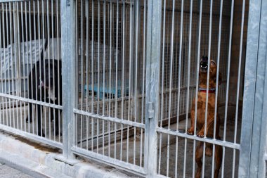 Enerji dolu barınak köpeği kulübesinde ayakta ve havlıyor. Barınak köpeği yüksek sesle havlıyor, sevgi ve özgürlük için yanıp tutuşuyor. Uyanık köpek metal parmaklıkların arkasında havlıyor, evlat edinilmek ve ilgi istiyor.