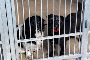 İki barınak köpeği parmaklıklar ardında evlat edinilmeyi bekliyor. Bağlı çift sonsuza dek aile arıyor. Kurtarma köpeklerini evlat edinin. Barınak köpeklerinin sevgiye ve ilgiye ihtiyacı var. Barınaklarda evlatlık bekleyen evsiz köpekler.