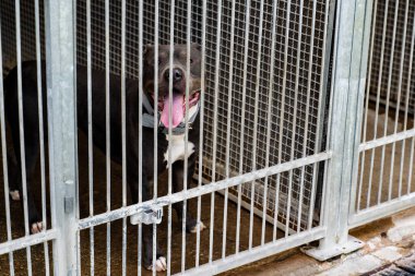 Barınakta evlat edinilmeyi bekleyen yalnız bir köpek. Hayvan barınağında üzgün bir köpek. Hapisteki terk edilmiş köpek, barınak hayatı zordur. Barınak köpeği evde bekliyor.