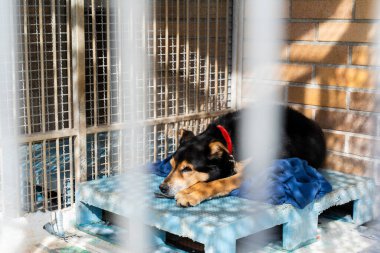 Kafesteki bir battaniyenin üzerinde uyuyan barınak köpeği, sonsuza dek ev için sessizce bekliyor. Sakin kurtarma köpeği bir köpek kulübesinde dinleniyor. Barınak hayatı: Köpek barınağında soğuk bir platformda uyur.