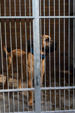 Kurtarma köpeklerini evlat edinin. Barınak köpeğinin sevgiye ve ilgiye ihtiyacı var. Evsiz köpek barınakta evlat edinilmeyi bekliyor. Barınak köpekleri parmaklıklar ardında evlat edinilmeyi bekliyor.