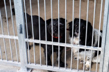 İki barınak köpeği parmaklıklar ardında evlat edinilmeyi bekliyor. Bağlı çift sonsuza dek aile arıyor. Kurtarma köpeklerini evlat edinin. Barınak köpeklerinin sevgiye ve ilgiye ihtiyacı var. Barınaklarda evlatlık bekleyen evsiz köpekler.