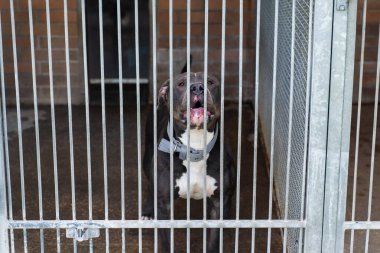 Hapisteki terk edilmiş köpek, barınak hayatı zordur. Barınak köpeği evde bekliyor. Barınakta evlat edinilmeyi bekleyen yalnız bir köpek. Hayvan barınağında üzgün bir köpek