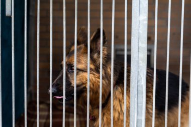 Hayvan barınağındaki parmaklıkların arkasında evlat edinilmeyi bekleyen bir köpek. Köpek kulübesinde evsiz kahverengi bir köpek. Kahverengi köpeğin barınak hayatı. Kurtarma barınağında terk edilmiş köpek, kahverengi kürk, sadık kalp. Evlat edinme, kurtarma, aşk