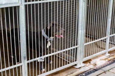 Barınakta evlat edinilmeyi bekleyen yalnız bir köpek. Hayvan barınağında üzgün bir köpek. Hapisteki terk edilmiş köpek, barınak hayatı zordur. Barınak köpeği evde bekliyor.