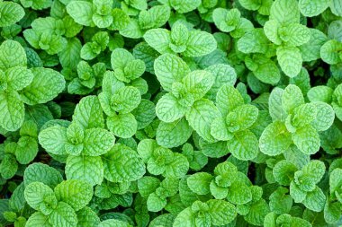 green mint leaves, close up view