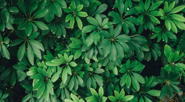 Bahçedeki bir bitkinin yeşil yaprakları