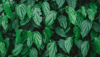 Bahçedeki bir bitkinin yeşil yaprakları