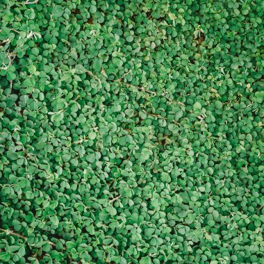 yeşil çimen dokusu arkaplanı