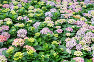 Bahçedeki güzel çiçekler