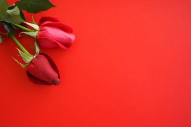 Beyaz arka planda kırmızı güller. en üstteki görünüm.