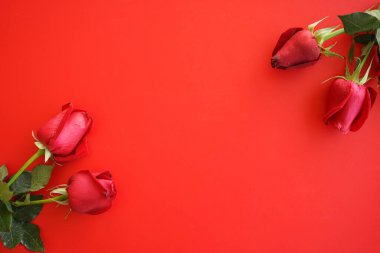 Pembe arka planda kırmızı güller. en üstteki görünüm.