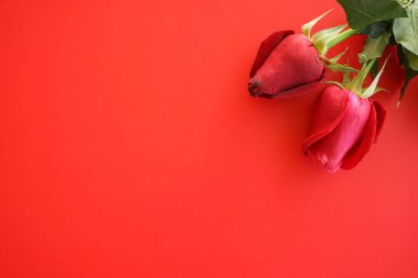 Parlak bir arka planda kırmızı güller. Sevgililer Günü.