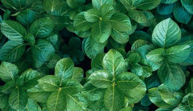 Koyu arkaplanda yeşil nane yaprakları.