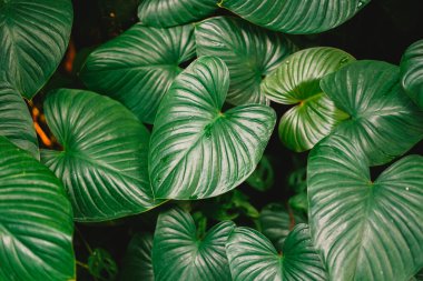 Bahçedeki yeşil canavar yaprakları