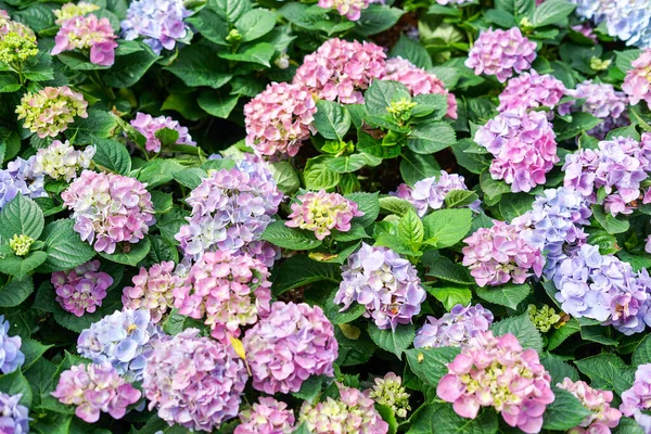 stock image beautiful flowers in the garden