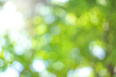 Odaklanmamış ışıklarla yeşil bokeh arkaplanı