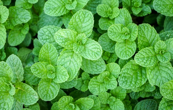 Green Mint Leaves Background — Stock Photo, Image