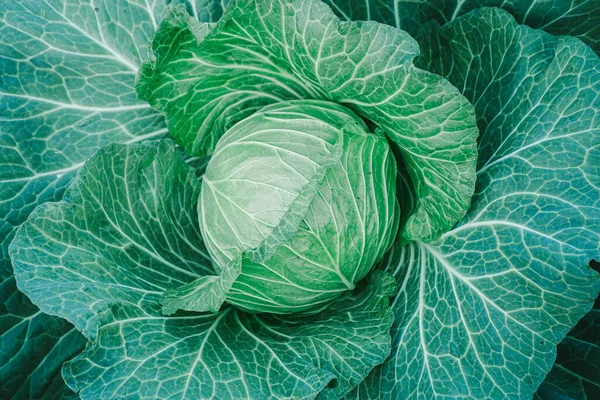 stock image green cabbage leaves, close up