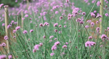 Bahçedeki güzel pembe çiçekler