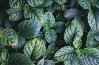 Bahçede yeşil yapraklar