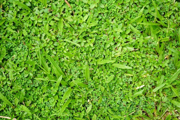Background Green Clover — Stock Photo, Image