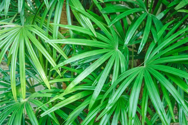 緑の葉の背景自然 ロイヤリティフリーのストック写真