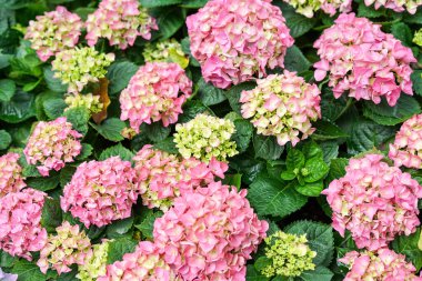 Bahçedeki güzel pembe ortanca çiçeği