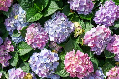 Bahçedeki güzel ortanca çiçekleri