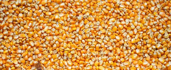 トウモロコシのコブを閉じる トウモロコシの穀物の背景 ロイヤリティフリーのストック写真