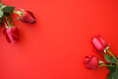 kırmızı bir arka plan üzerinde kırmızı gül.