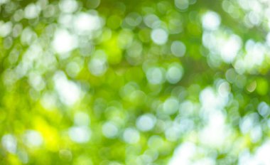 Yeşil yaprakların bulanık bokeh arkaplanı.