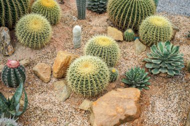 bahçede büyüyen kaktüsler