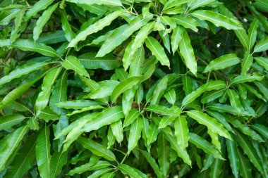 Bahçedeki bir bitkinin yeşil yaprakları