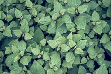 yeşil yaprakların arkaplanı