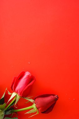 kırmızı bir arka plan üzerinde güzel kırmızı güller