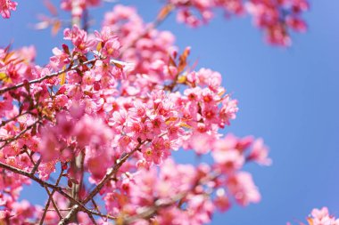 Mavi gökyüzünde pembe sakura çiçekleri