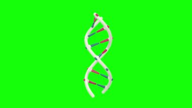 DNA 3D animasyonu. DNA döndürme canlandırması