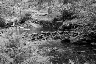 Somerset 'teki Horner Ormanı' ndan akan Horner Nehri 'ndeki bir barajın üzerinden akan uzun bir şelalenin görüntüsü.
