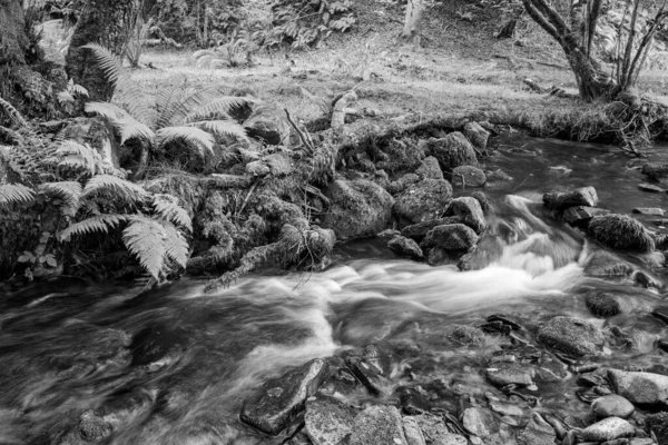 萨默塞特角水河上的瀑布长期暴露在流经角树林中 — 图库照片