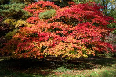 Sonbaharda kırmızı yapraklı Japon akçaağaç (acer japonica) ağacını kapat