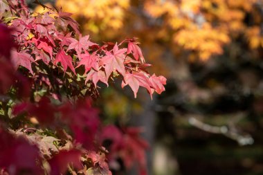 Sonbaharda Japon akçaağacı (acer palmatum) üzerindeki kırmızı yaprakları kapat