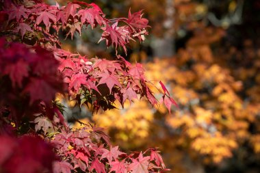Sonbaharda Japon akçaağacı (acer palmatum) üzerindeki kırmızı yaprakları kapat