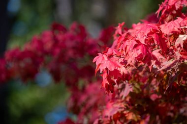 Sonbaharda Japon akçaağacı (acer palmatum) üzerindeki kırmızı yaprakları kapat