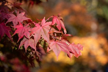 Sonbaharda Japon akçaağacı (acer palmatum) üzerindeki kırmızı yaprakları kapat