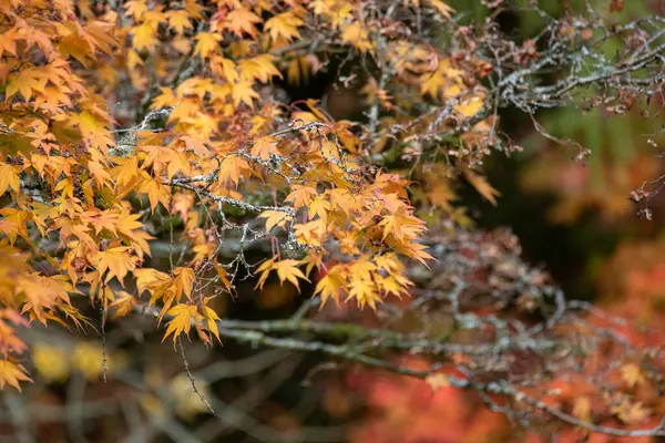 Κοντινό Πλάνο Φύλλων Πορτοκαλιού Ιαπωνικό Σφενδάμι Acer Palmatum Φθινόπωρο — Φωτογραφία Αρχείου