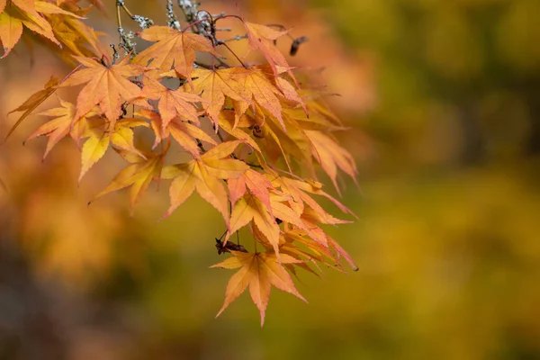 Κοντινό Πλάνο Φύλλων Πορτοκαλιού Ιαπωνικό Σφενδάμι Acer Palmatum Φθινόπωρο — Φωτογραφία Αρχείου
