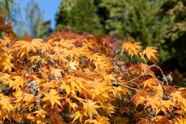 Close Orange Leaves Japanese Maple Acer Palmatum Tree Autumn — Stock Photo, Image